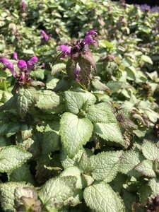 Lamium mac. 'Beacon Silver' geen maat specificatie 0,55L/P9cm