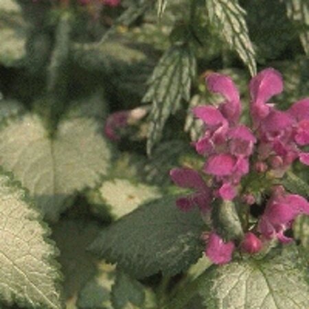Lamium mac. 'Beacon Silver' geen maat specificatie 0,55L/P9cm - afbeelding 2