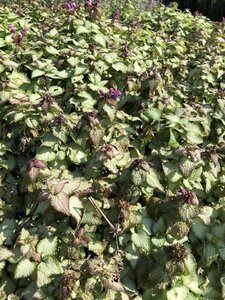 Lamium mac. 'Beacon Silver' geen maat specificatie 0,55L/P9cm - afbeelding 2