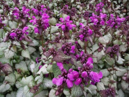 Lamium mac. 'Beacon Silver' geen maat specificatie 0,55L/P9cm - afbeelding 3