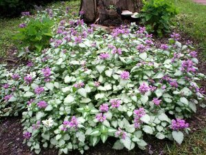 Lamium mac. 'Beacon Silver' geen maat specificatie 0,55L/P9cm - afbeelding 8