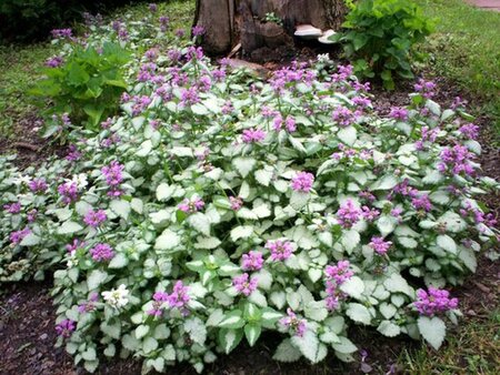 Lamium mac. 'Beacon Silver' geen maat specificatie 0,55L/P9cm - afbeelding 13