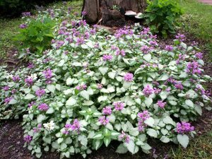 Lamium mac. 'Beacon Silver' geen maat specificatie 0,55L/P9cm - afbeelding 13