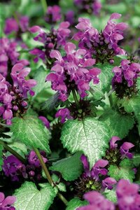 Lamium mac. 'Beacon Silver' geen maat specificatie 0,55L/P9cm - afbeelding 2