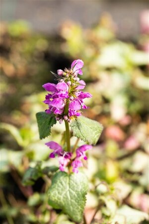 Lamium mac. 'Beacon Silver' geen maat specificatie 0,55L/P9cm - afbeelding 7