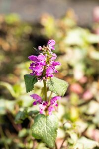 Lamium mac. 'Beacon Silver' geen maat specificatie 0,55L/P9cm - afbeelding 7