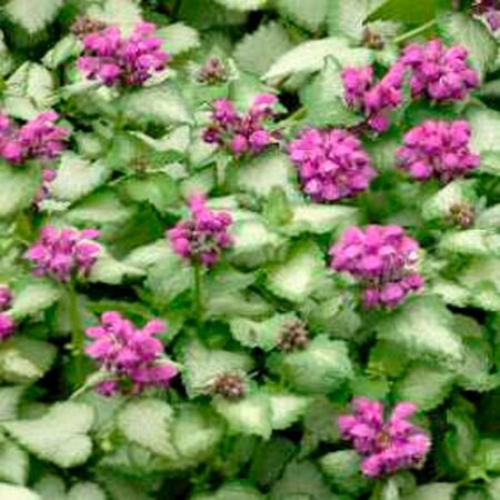 Lamium mac. 'Purple Dragon' geen maat specificatie 0,55L/P9cm