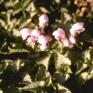 Lamium mac. 'Pink Pewter' geen maat specificatie 0,55L/P9cm