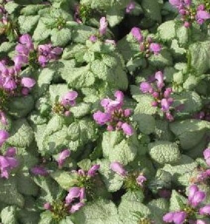 Lamium mac. 'Red Nancy' geen maat specificatie 0,55L/P9cm - afbeelding 2