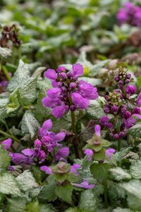 Lamium mac. 'Red Nancy' geen maat specificatie 0,55L/P9cm - afbeelding 3