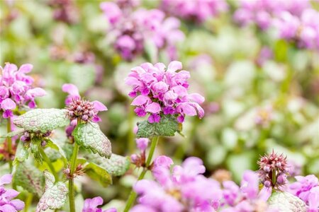Lamium mac. 'Red Nancy' geen maat specificatie 0,55L/P9cm