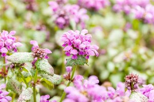 Lamium mac. 'Red Nancy' geen maat specificatie 0,55L/P9cm