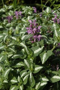Lamium mac. 'Roseum' geen maat specificatie 0,55L/P9cm