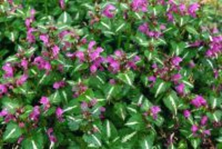 Lamium mac. 'Roseum' geen maat specificatie 0,55L/P9cm - afbeelding 3