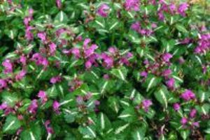 Lamium mac. 'Roseum' geen maat specificatie 0,55L/P9cm - afbeelding 3