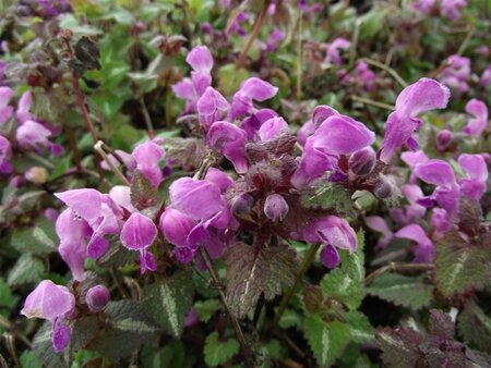 Lamium mac. 'Roseum' geen maat specificatie 0,55L/P9cm - afbeelding 4