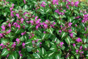 Lamium mac. 'Roseum' geen maat specificatie 0,55L/P9cm - afbeelding 5