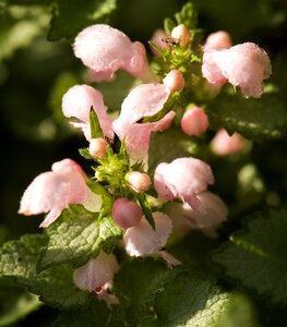 Lamium mac. 'Roseum' geen maat specificatie 0,55L/P9cm - afbeelding 6