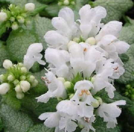 Lamium mac. 'White Nancy' geen maat specificatie 0,55L/P9cm - afbeelding 3