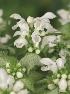Lamium mac. 'White Nancy' geen maat specificatie 0,55L/P9cm - afbeelding 4