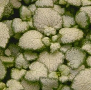 Lamium mac. 'White Nancy' geen maat specificatie 0,55L/P9cm - afbeelding 5