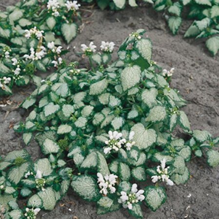 Lamium mac. 'White Nancy' geen maat specificatie 0,55L/P9cm - afbeelding 6