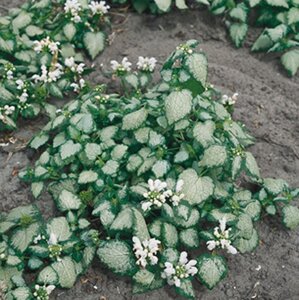 Lamium mac. 'White Nancy' geen maat specificatie 0,55L/P9cm - afbeelding 6