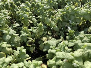Lamium mac. 'White Nancy' geen maat specificatie 0,55L/P9cm