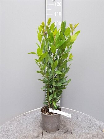 Laurus nobilis 60-80 cm cont. 3,0L - afbeelding 4