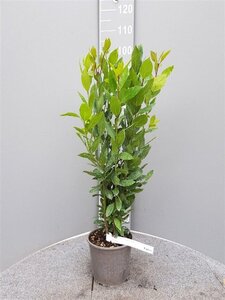 Laurus nobilis 60-80 cm cont. 3,0L - afbeelding 4