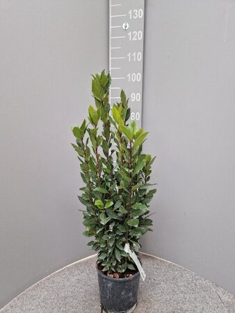 Laurus nobilis 60-80 cm cont. 3,0L - afbeelding 1