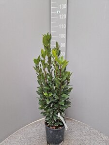 Laurus nobilis 60-80 cm cont. 3,0L