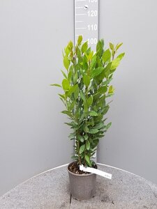 Laurus nobilis 60-80 cm cont. 3,0L - afbeelding 3