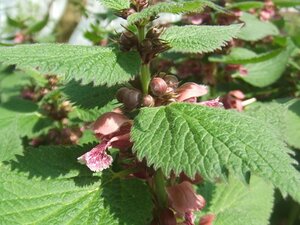 Lamium orvala geen maat specificatie 0,55L/P9cm