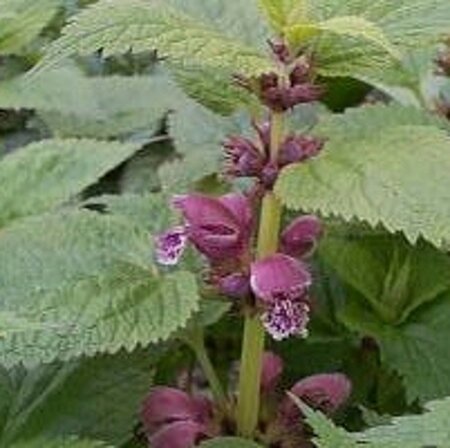Lamium orvala geen maat specificatie 0,55L/P9cm - afbeelding 2