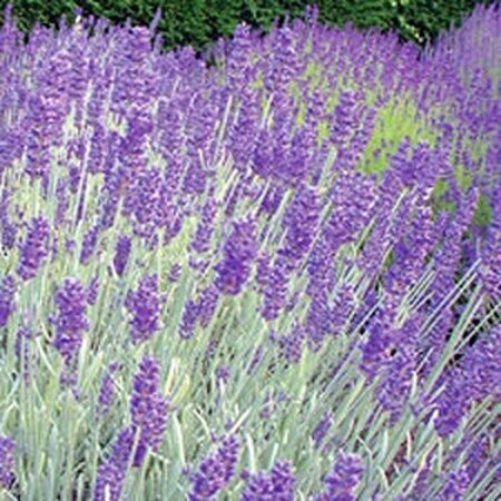 Lavandula 'Richard Gray' geen maat specificatie 0,55L/P9cm - afbeelding 1