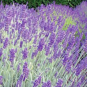 Lavandula 'Richard Gray' geen maat specificatie 0,55L/P9cm