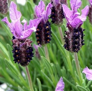 Lavandula stoechas pedunculata geen maat specificatie 0,55L/P9cm