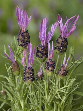 Lavandula stoechas pedunculata geen maat specificatie 0,55L/P9cm - afbeelding 2