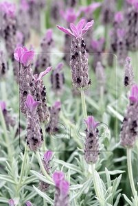 Lavandula stoechas pedunculata geen maat specificatie 0,55L/P9cm - afbeelding 3
