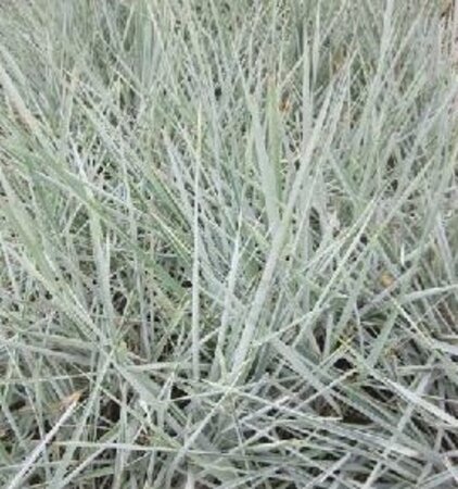 Leymus arenarius 'Blue Dune' geen maat specificatie 0,55L/P9cm - afbeelding 6