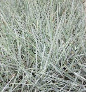 Leymus arenarius 'Blue Dune' geen maat specificatie 0,55L/P9cm - afbeelding 6