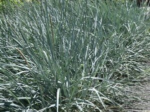 Leymus arenarius 'Blue Dune' geen maat specificatie 0,55L/P9cm