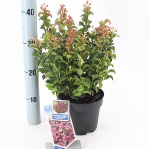 Leucothoe axillaris 'Curly Red' 20-25 cm cont. 2,0L