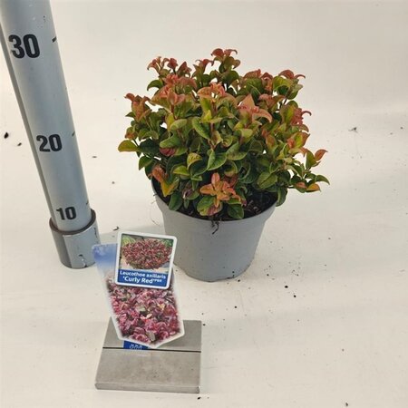 Leucothoe axillaris 'Curly Red' 20-25 cm cont. 2,0L - afbeelding 3