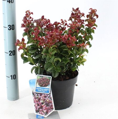 Leucothoe axillaris 'Curly Red' 20-25 cm cont. 2,0L - afbeelding 4