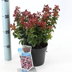 Leucothoe axillaris 'Curly Red' 20-25 cm cont. 2,0L - afbeelding 4