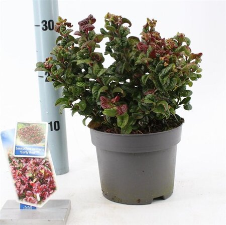 Leucothoe axillaris 'Curly Red' 20-25 cm cont. 2,0L - afbeelding 5