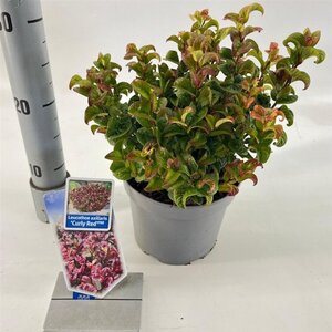 Leucothoe axillaris 'Curly Red' 20-25 cm cont. 2,0L - afbeelding 6