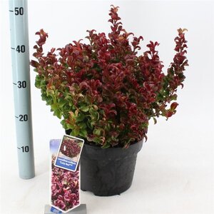 Leucothoe axillaris 'Curly Red' 30-35 cm cont. 5,0L